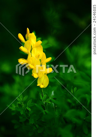 毛蟲的花 毛蟲的花 24146885