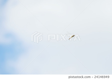 蜻蜓 24146949