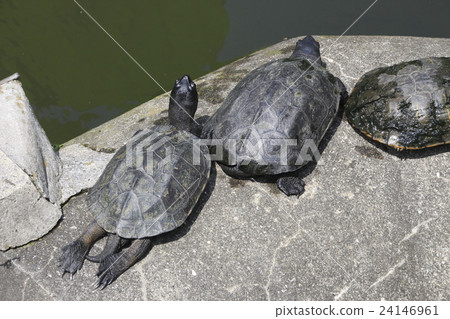 Turtle in Shinobazu Pond 24146961
