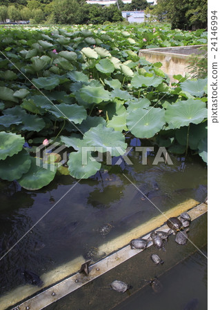 Turtle in the Shinobazu Pond 24146994