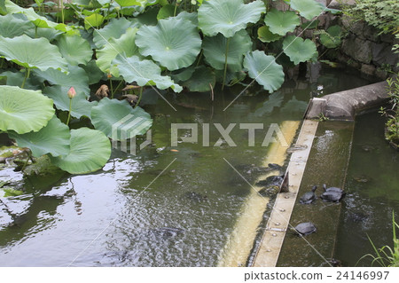 Turtle in the Shinobazu Pond 24146997