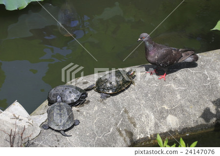 Turtle and dove of Shinobazu Pond Turtle and dove of Shinobazu Pond 24147076