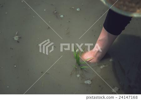 In rice field 24147168