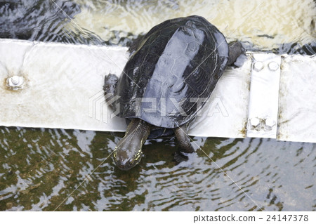 Turtle in Shinobazu Pond 24147378