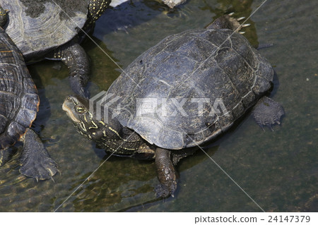 Turtle in Shinobazu Pond 24147379