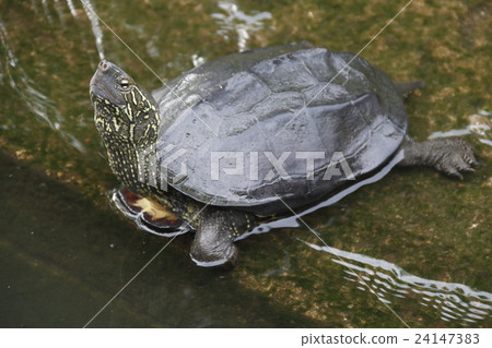 Turtle in Shinobazu Pond 24147383