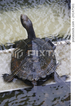 Turtle in the Shinobazu Pond Turtle in the Shinobazu Pond 24147501