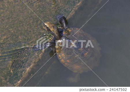 Turtle in the Shinobazu Pond 24147502