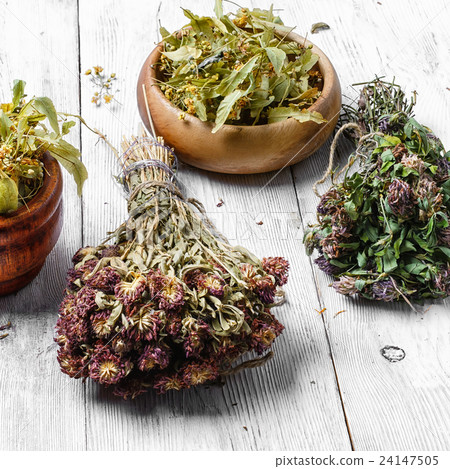 Harvest of medicinal herbs and plants 24147505