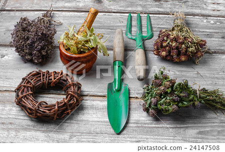 Harvest of medicinal herbs and plants 24147508