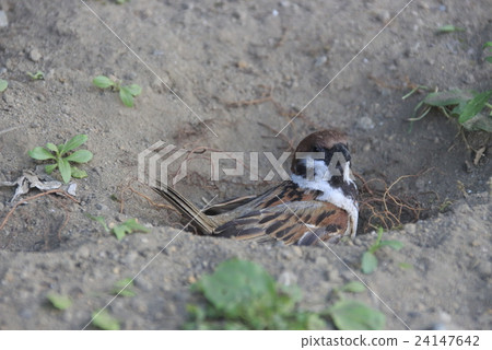 Recommend to take a sand 24147642