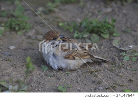 Recommend to take a sand 24147644