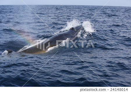鯨魚 24148014