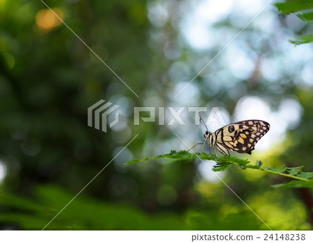 wild small black light yellow pattern butterfly wild small black light yellow pattern butterfly 24148238