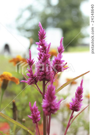 Peach colored crimp 24148640