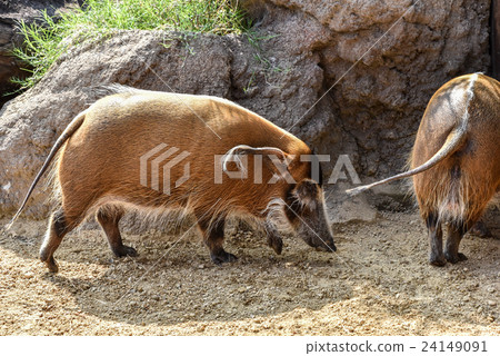 Red-tailed Wild Boar 24149091