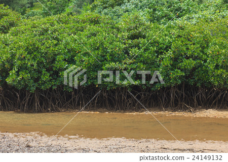 Hirugi forest in Keisatsu Bay 24149132