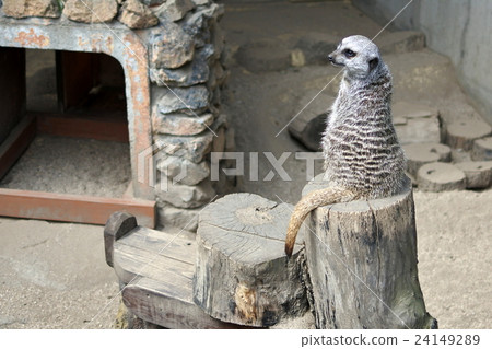 meerkat  24149289