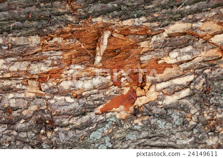 bark 24149611