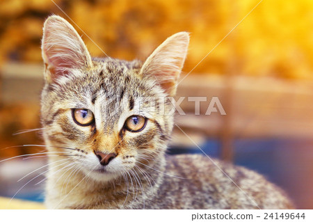gray striped kitten close up portrait outdoor gray striped kitten close up portrait outdoor 24149644
