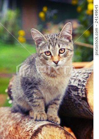 gray striped kitten close up portrait outdoor 24149645