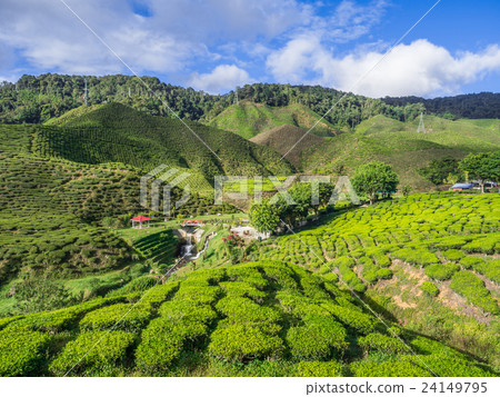 Tea plantation in the Cameron highlands Tea plantation in the Cameron highlands 24149795