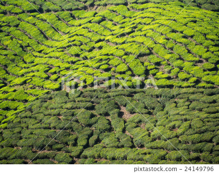 Tea plantation in the Cameron highlands Tea plantation in the Cameron highlands 24149796