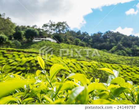 Tea plantation in the Cameron highlands 24149797