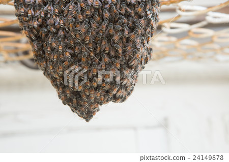 Bee building nest and honeycomb on rusty steel 24149878
