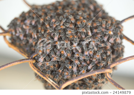 Bee building nest and honeycomb on rusty steel Bee building nest and honeycomb on rusty steel 24149879