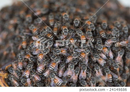 Bee building nest and honeycomb on rusty steel Bee building nest and honeycomb on rusty steel 24149886