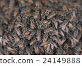Bee building nest and honeycomb on rusty steel 24149888