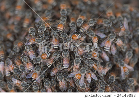 Bee building nest and honeycomb on rusty steel Bee building nest and honeycomb on rusty steel 24149888