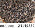 Bee building nest and honeycomb on rusty steel 24149889