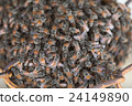 Bee building nest and honeycomb on rusty steel 24149890