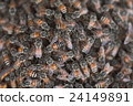 Bee building nest and honeycomb on rusty steel 24149891