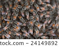 Bee building nest and honeycomb on rusty steel 24149892
