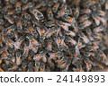 Bee building nest and honeycomb on rusty steel 24149893