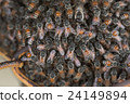 Bee building nest and honeycomb on rusty steel 24149894