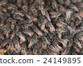 Bee building nest and honeycomb on rusty steel 24149895