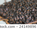 Bee building nest and honeycomb on rusty steel 24149896