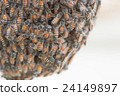 Bee building nest and honeycomb on rusty steel 24149897