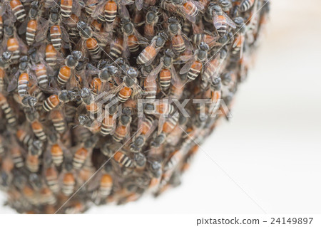 Bee building nest and honeycomb on rusty steel Bee building nest and honeycomb on rusty steel 24149897