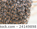 Bee building nest and honeycomb on rusty steel 24149898