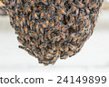 Bee building nest and honeycomb on rusty steel 24149899