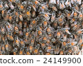 Bee building nest and honeycomb on rusty steel 24149900