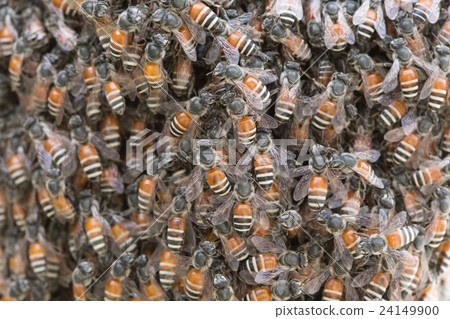 Bee building nest and honeycomb on rusty steel Bee building nest and honeycomb on rusty steel 24149900