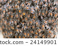Bee building nest and honeycomb on rusty steel 24149901