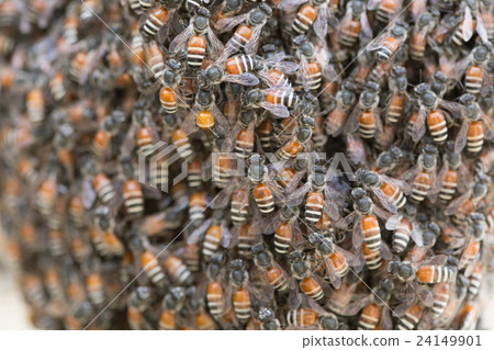 Bee building nest and honeycomb on rusty steel Bee building nest and honeycomb on rusty steel 24149901