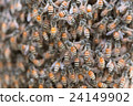 Bee building nest and honeycomb on rusty steel 24149902